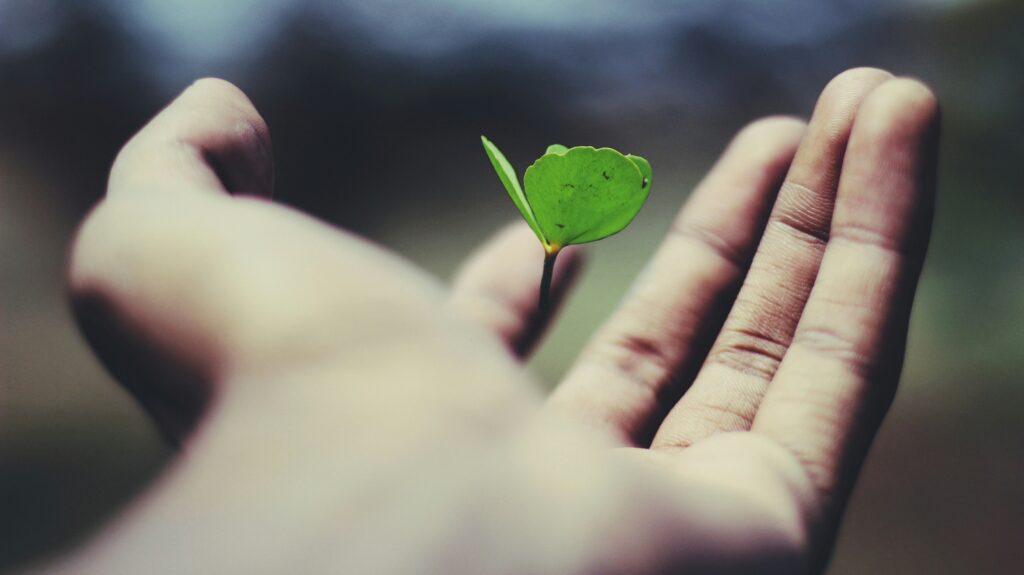 Outstretched hand with a sprout
